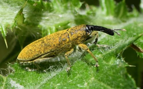 Réf. 230 041 : Lixus sp.